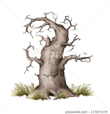 Old dry thick tree with grass painted illustration. Vintage style hand drawn tree with curved branches no leaves. Old crooked oak with bald twigs countryside, forest, park landscape element isolated Old dry thick tree with grass painted illustration. Vintage style hand drawn tree with curved branches no leaves. Old crooked oak with bald twigs countryside, forest, park landscape element isolated 117671379
