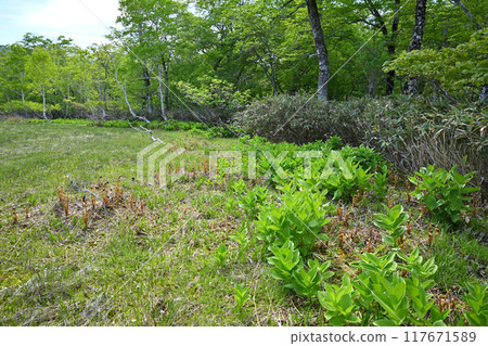 Hotaka, Tashiro Marshland, a cluster of lilies of the valley, early summer scenery, Gunma Prefecture 117671589