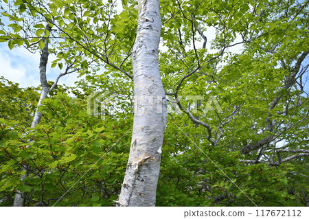 Hotaka, Tashiro Marshland, birch trees, early summer scenery, Gunma Prefecture 117672112