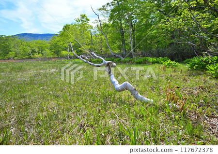 Hotaka, Tashiro Marshland, dead birch trees, early summer scenery, Gunma Prefecture 117672378