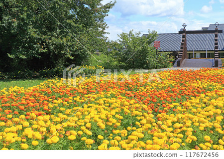 安曇野之裡萬壽菊花壇 117672456