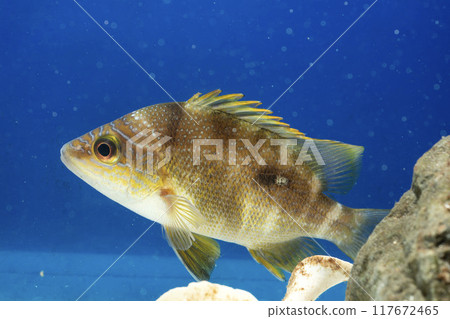 Red snapper Young red snapper Fish 117672465
