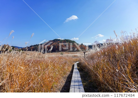 Scenery of the boardwalk on the Tonomine Plateau covered in silver grass 117672484