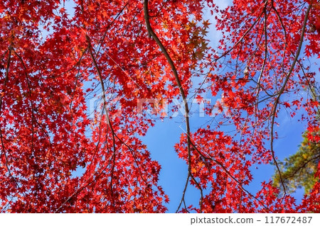 秋天的楓葉在藍天的襯托下染成了鮮紅色 117672487