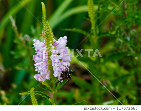 A giant hawk-eating wasp mating on the flowers of the mint family, Acanthurus arbutifolia A giant hawk-eating wasp mating on the flowers of the mint family, Acanthurus arbutifolia 117672663