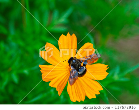 Asteraceae Yellow Cosmos Flower Visitor Insect Taiwan Bamboo Carpenter Bee Asteraceae Yellow Cosmos Flower Visitor Insect Taiwan Bamboo Carpenter Bee 117672916