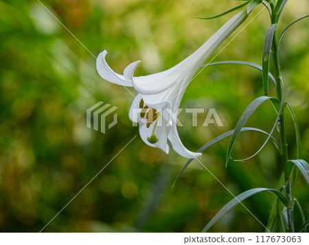 A pure white flower of the lily family, Takasago lily A pure white flower of the lily family, Takasago lily 117673063