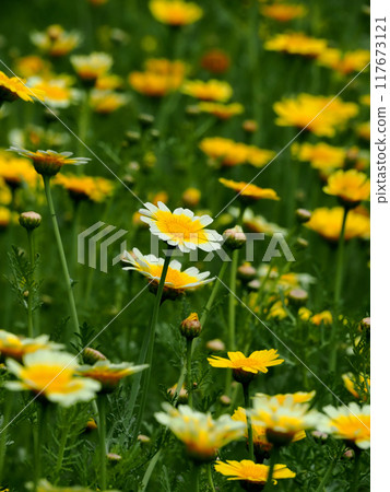 A cluster of spring chrysanthemums A cluster of spring chrysanthemums 117673121