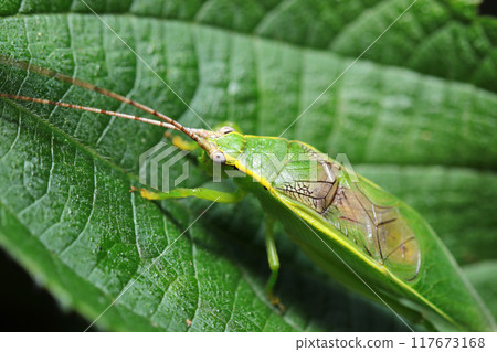 Male adult green grasshopper on a ramie leaf (natural light + strobe, macro close-up) Male adult green grasshopper on a ramie leaf (natural light + strobe, macro close-up) 117673168