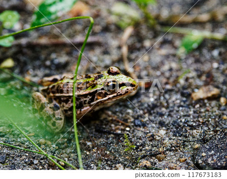 Amphibians of Kaisho Forest, Aichi Prefecture: Brown-eared Frog, Ranidae Amphibians of Kaisho Forest, Aichi Prefecture: Brown-eared Frog, Ranidae 117673183