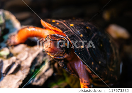 Close-up of a brown pond turtle 117673283