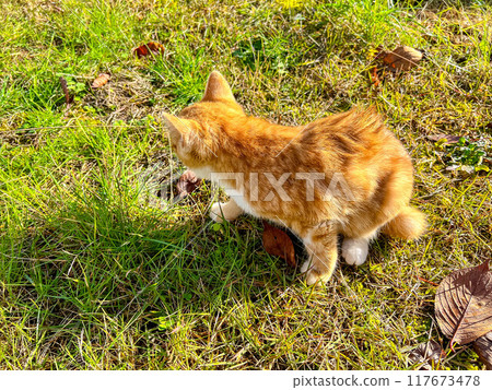 Kitten playing in the garden ~Autumn day~ Kitten playing in the garden ~Autumn day~ 117673478