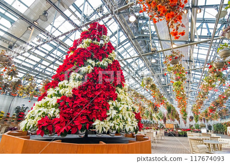Nabana no Sato [Begonia Garden Christmas Tree] 117674093