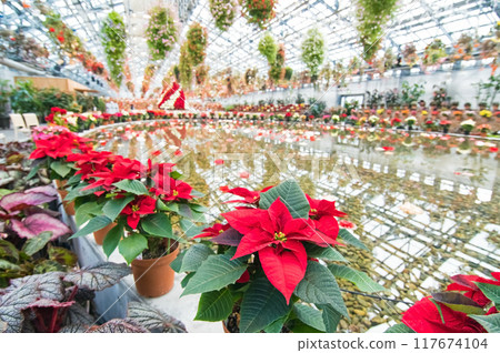 Nabana no Sato [Begonia Garden in Christmas Style] 117674104
