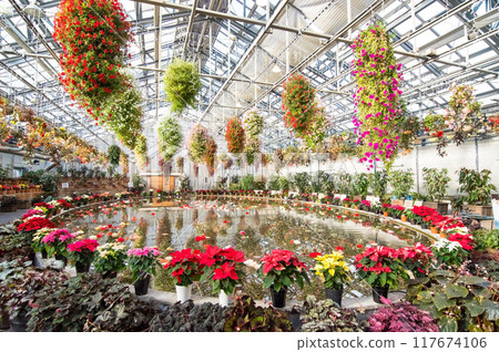Nabana no Sato [Begonia Garden in Christmas Style] 117674106