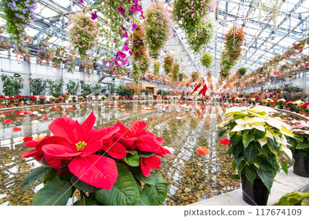 Nabana no Sato [Begonia Garden in Christmas Style] 117674109