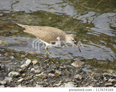 鴴 鴴 通年 117674169