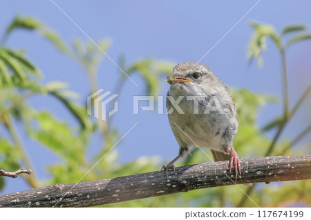 攜帶食物的日本鶯 117674199