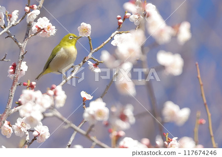 Mejiro吮吸梅花的蜂蜜 117674246