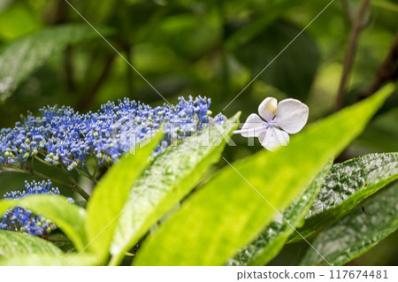 開花在雨季八仙花屬花的藍色花 開花在雨季八仙花屬花的藍色花 117674481