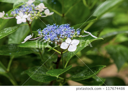 Gaku hydrangea flower Gaku hydrangea flower 117674486