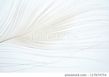 Beautiful white peacock feathers Beautiful white peacock feathers 117674754