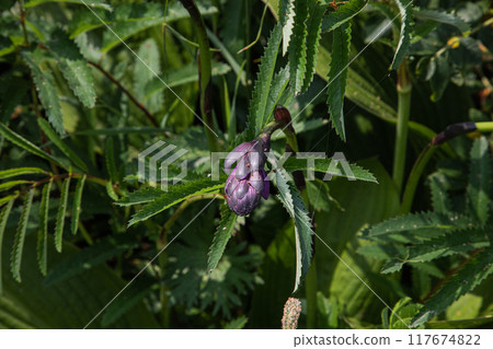 [Hokkaido_Koshimizu Primeval Flower Garden] Abashiri Quasi-National Park Koshimizu Primeval Flower Garden 117674822