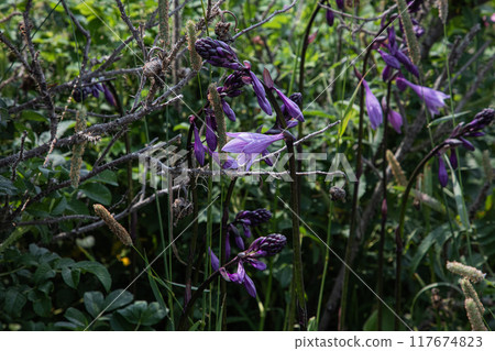[北海道_小清水原始花園] 網走國定公園 小清水原始花園 117674823