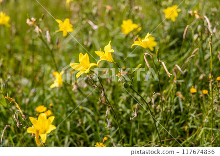[北海道_小清水原始花園] 網走國定公園 小清水原始花園 117674836