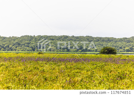 [北海道_小清水原始花園] 網走國定公園 小清水原始花園 117674851
