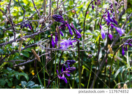 [北海道_小清水原始花園] 網走國定公園 小清水原始花園 117674852