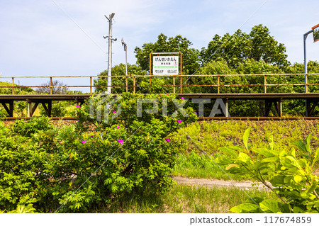 [Hokkaido_Koshimizu Primeval Flower Garden] Abashiri Quasi-National Park Koshimizu Primeval Flower Garden 117674859