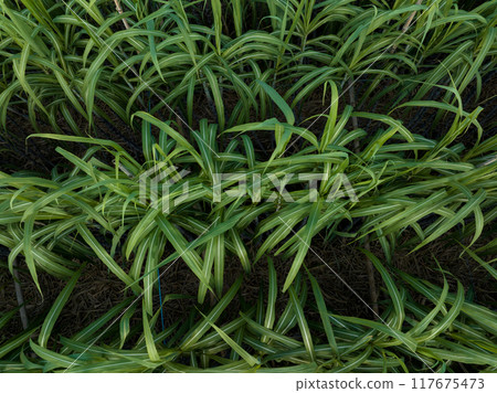 Aerial view of sugarcane plants growing at field Aerial view of sugarcane plants growing at field 117675473