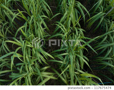 Aerial view of sugarcane plants growing at field Aerial view of sugarcane plants growing at field 117675474