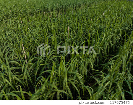 Aerial view of sugarcane plants growing at field Aerial view of sugarcane plants growing at field 117675475