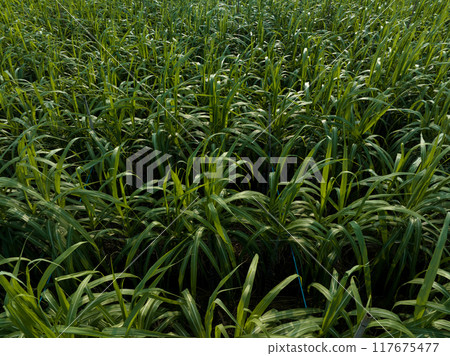 Aerial view of sugarcane plants growing at field 117675477