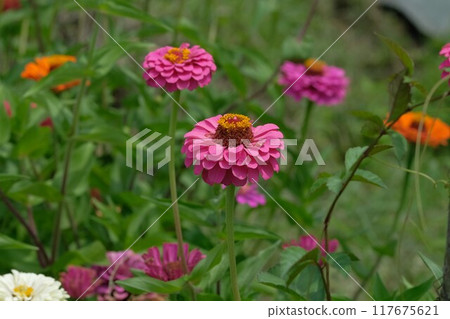 Zinnias in full bloom in the garden 117675621