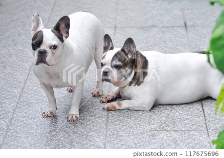 dog or french bulldog, unaware French bulldog dog or french bulldog, unaware French bulldog 117675696