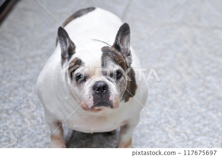 dog or French bulldog or old dog 117675697