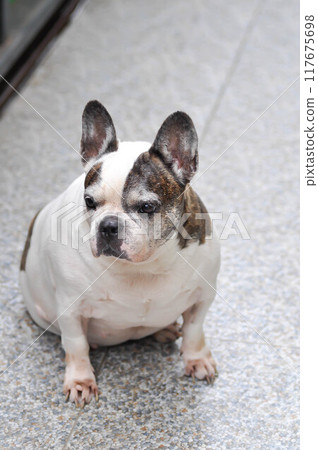 dog or French bulldog or old dog 117675698