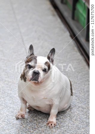 dog or French bulldog or old dog dog or French bulldog or old dog 117675700