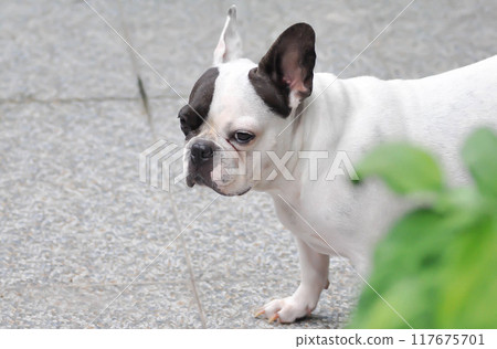 dog or french bulldog, unaware French bulldog 117675701