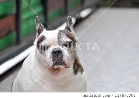 dog or French bulldog or old dog 117675702