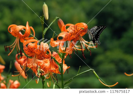 虎百合和燕尾蝴蝶吸食花蜜 虎百合和燕尾蝴蝶吸食花蜜 117675817