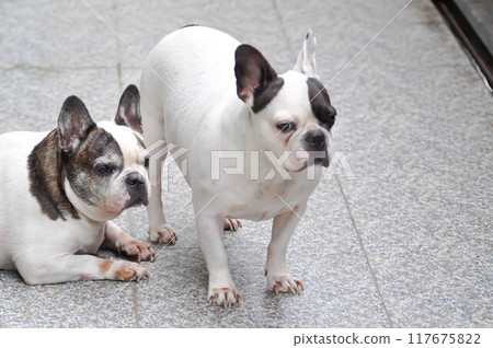 dog or french bulldog, unaware French bulldog 117675822