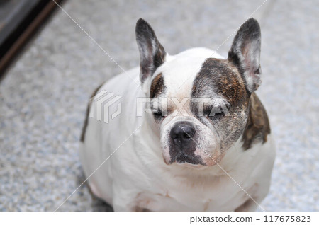 dog or French bulldog or old dog dog or French bulldog or old dog 117675823
