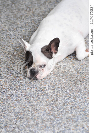 dog or French bulldog , sleepy French bulldog 117675824