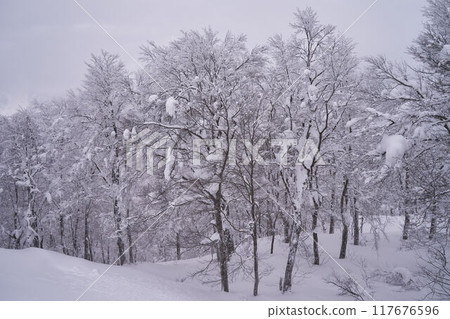 Winter in Zao, Yamagata Prefecture 117676596