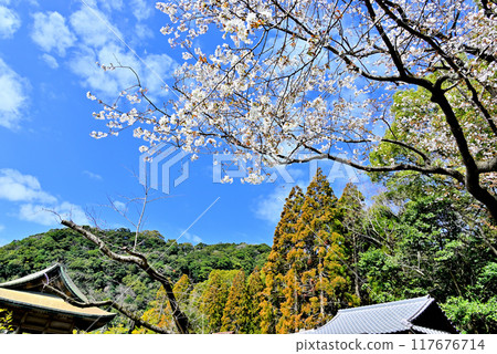Scenery with cherry blossoms: Sengan-en Scenery with cherry blossoms: Sengan-en 117676714