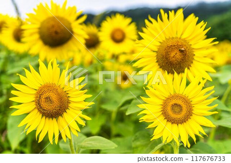 Summer at Sannokura Highlands (ski resort) Sunflower fields Kitakata City, Fukushima Prefecture Summer at Sannokura Highlands (ski resort) Sunflower fields Kitakata City, Fukushima Prefecture 117676733